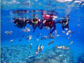 プランの魅力 どこを見ても魚、魚、魚 の画像