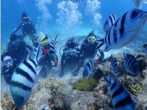 プランの魅力 魚で見えない の画像