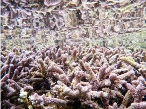 プランの魅力 珊瑚也很漂亮☆ の画像
