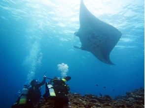 プランの魅力 Impressive diving on Ishigaki Island! の画像