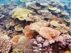 プランの魅力 石垣島といえばサンゴ☆ の画像