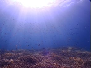 プランの魅力 ให้ของได้รับการเยียวยาโดยปะการังที่สวยงาม♪ の画像