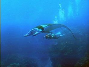 プランの魅力 Maybe you can meet Manta Ray! ?? の画像