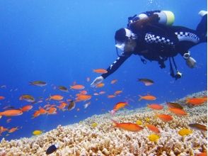 プランの魅力 海の中は刺激と癒しの空間♪ の画像