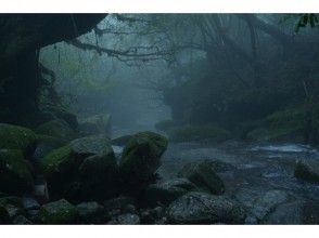 プランの魅力 霧に包まれる森 の画像