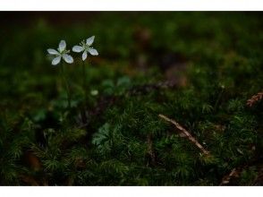 プランの魅力 森林裡的一個小居民 の画像