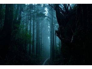 プランの魅力 神秘的な道 の画像