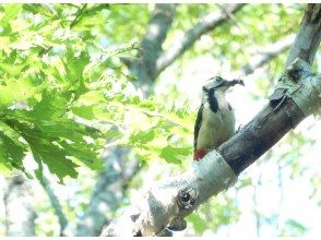 プランの魅力 野鳥観察も の画像