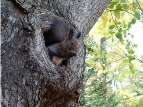 プランの魅力 野生動物との出合いも の画像