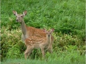 プランの魅力 知床は野生動物の宝庫 の画像