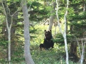 プランの魅力 Walk in the forest where brown bears live の画像