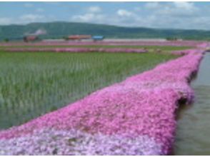 プランの魅力 Mizuo's moss phlox の画像