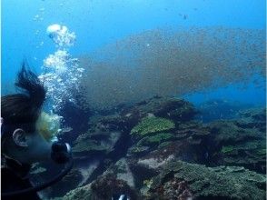 プランの魅力 A school of fish and a huge fish are approaching in front of you! の画像