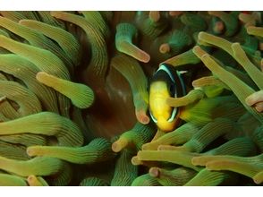 プランの魅力 伊豆の海のカラフルな魚達に出会えます! の画像