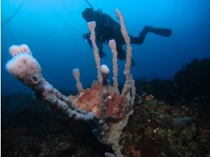 プランの魅力 達到與當天海況相符的程度 の画像