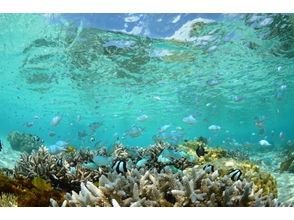 プランの魅力 Beautiful coral reefs can be seen up close の画像