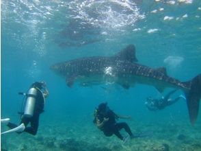 プランの魅力 どんな魚に出会えるかは潜ってのお楽しみ！ の画像