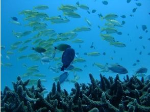 プランの魅力 潜水更有趣！ の画像