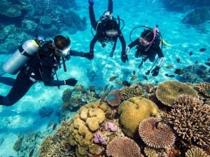プランの魅力 水中でおよぎます の画像