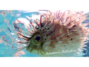 プランの魅力 Porcupine fish too ♪ の画像