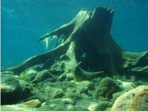 プランの魅力 流木の中を覗いてみよう の画像