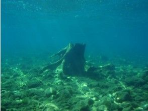 プランの魅力 魚のすみか の画像