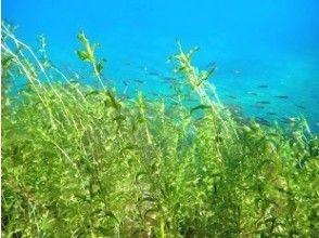 プランの魅力 魚達の隠れ家 の画像