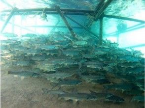 プランの魅力 様々な淡水魚 の画像