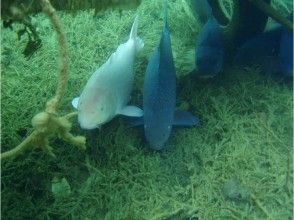 プランの魅力 恋が実ると噂!? の画像