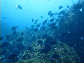 プランの魅力 海中世界を楽しめる の画像