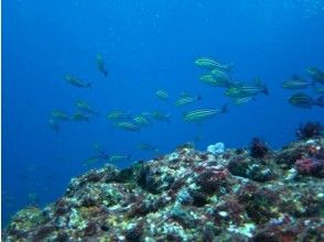 プランの魅力 海の生物と接近できる の画像