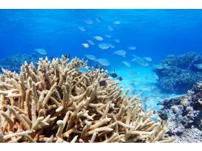 プランの魅力 海的朋友们正在等待！ の画像