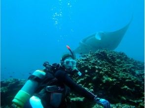 プランの魅力 Manta ray! Manta ray! の画像