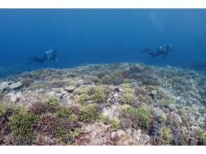 プランの魅力 サンゴの森へ! の画像