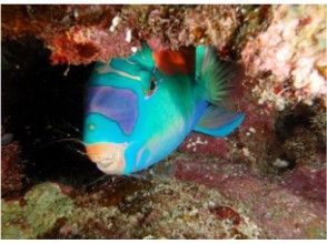 プランの魅力 魚って寝るんですよ〜 の画像