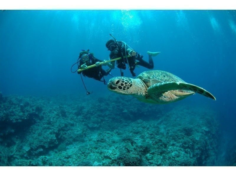 แนะนำ Alpha Dive Okinawa