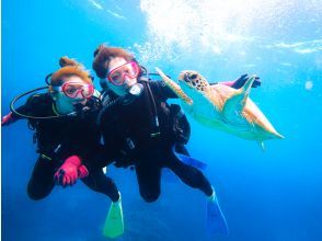 プランの魅力 The sea where sea turtles live の画像