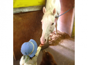 プランの魅力 馬との触れ合いで、心を通わせましょう☆ の画像