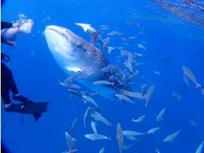 プランの魅力 ジンベエザメスノーケル の画像