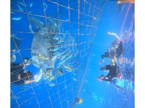 プランの魅力 ジンベエザメスノーケル の画像