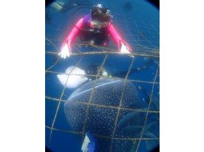 プランの魅力 ジンベエザメと体験ダイビング の画像