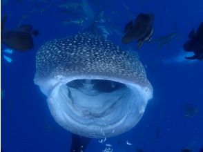 プランの魅力 ジンベエザメと体験ダイビング の画像