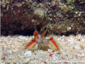 プランの魅力 Homura goby の画像