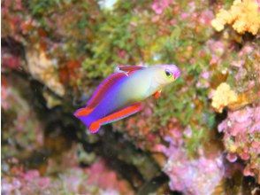 プランの魅力 Akebono goby の画像