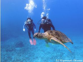 プランの魅力 Sea turtles are seen with a fairly high probability の画像