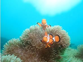 プランの魅力 Lots of popular clownfish の画像