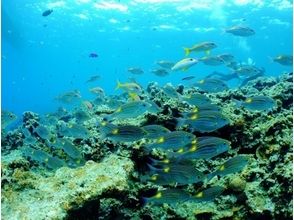 プランの魅力 美しい珊瑚と魚たちとふれあうひと時 の画像