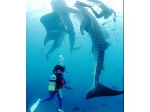 プランの魅力 A plan to swim with a big healing whale shark ♪ の画像