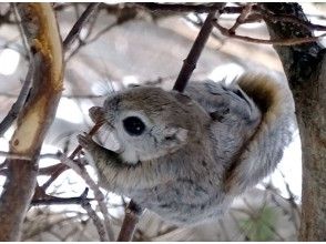 プランの魅力 エゾモモンガ の画像