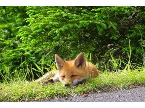 プランの魅力 You may even meet a red fox の画像